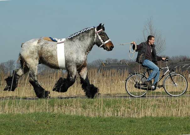 OLANDEZ DE TRACTIUNE